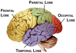 The different lobes of the brain (Parietal, Occipital, Frontal, Temporal)